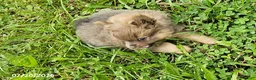 Pomeranian dogs for sale: Toby - Ad 6