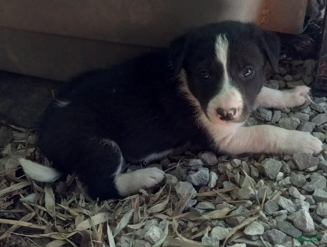 Border Collie dogs for sale: Spotify - Ad 1