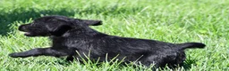 Labradoodle dogs for sale: Jackson - Ad 5