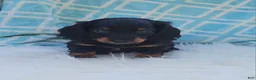 Miniature Dachshund dogs for sale: Vander - Ad 26