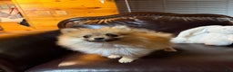Pomeranian dogs for sale: Tiny Tim  - Ad 11