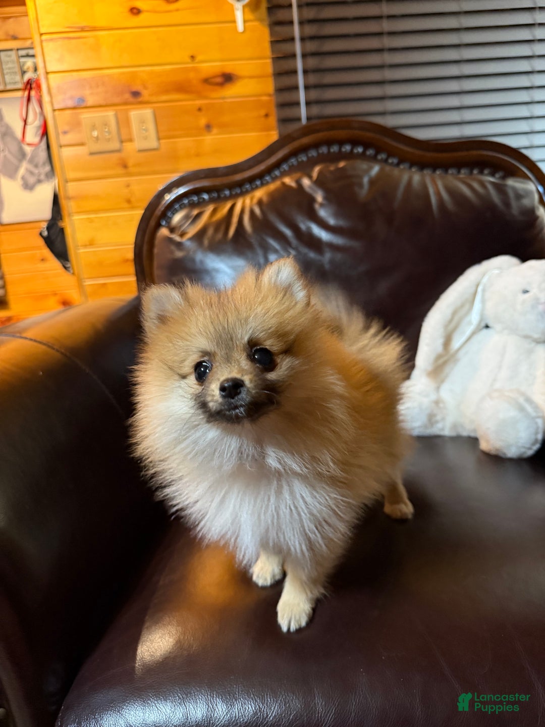 Pomeranian dogs for sale: Tiny Tim  - Ad 11