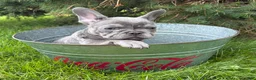 French Bulldog dogs for sale: Cici - Ad 3