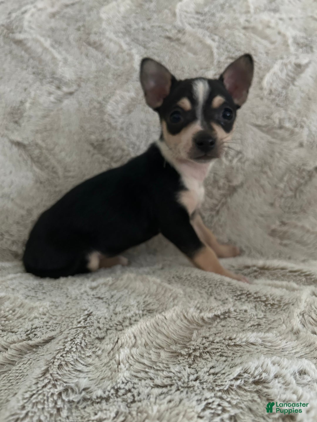 Chihuahua dogs for sale: Rosie - Ad 2