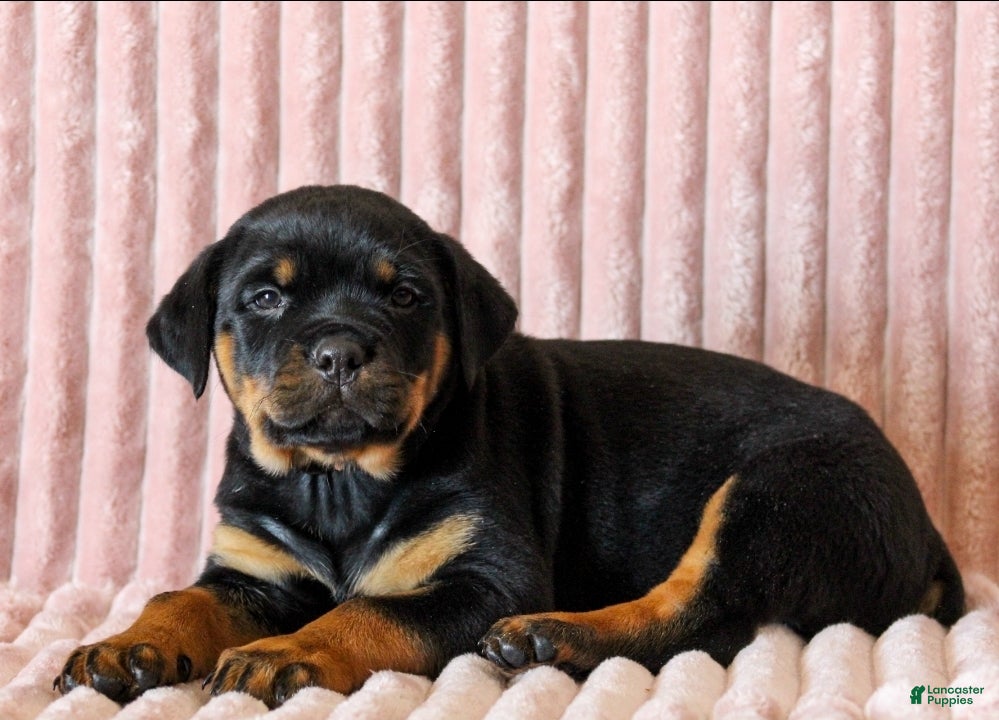 Rottweiler dogs Rubble - Ad 5