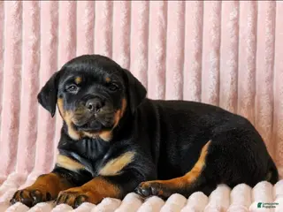 Rottweiler dogs Rubble - Ad 5