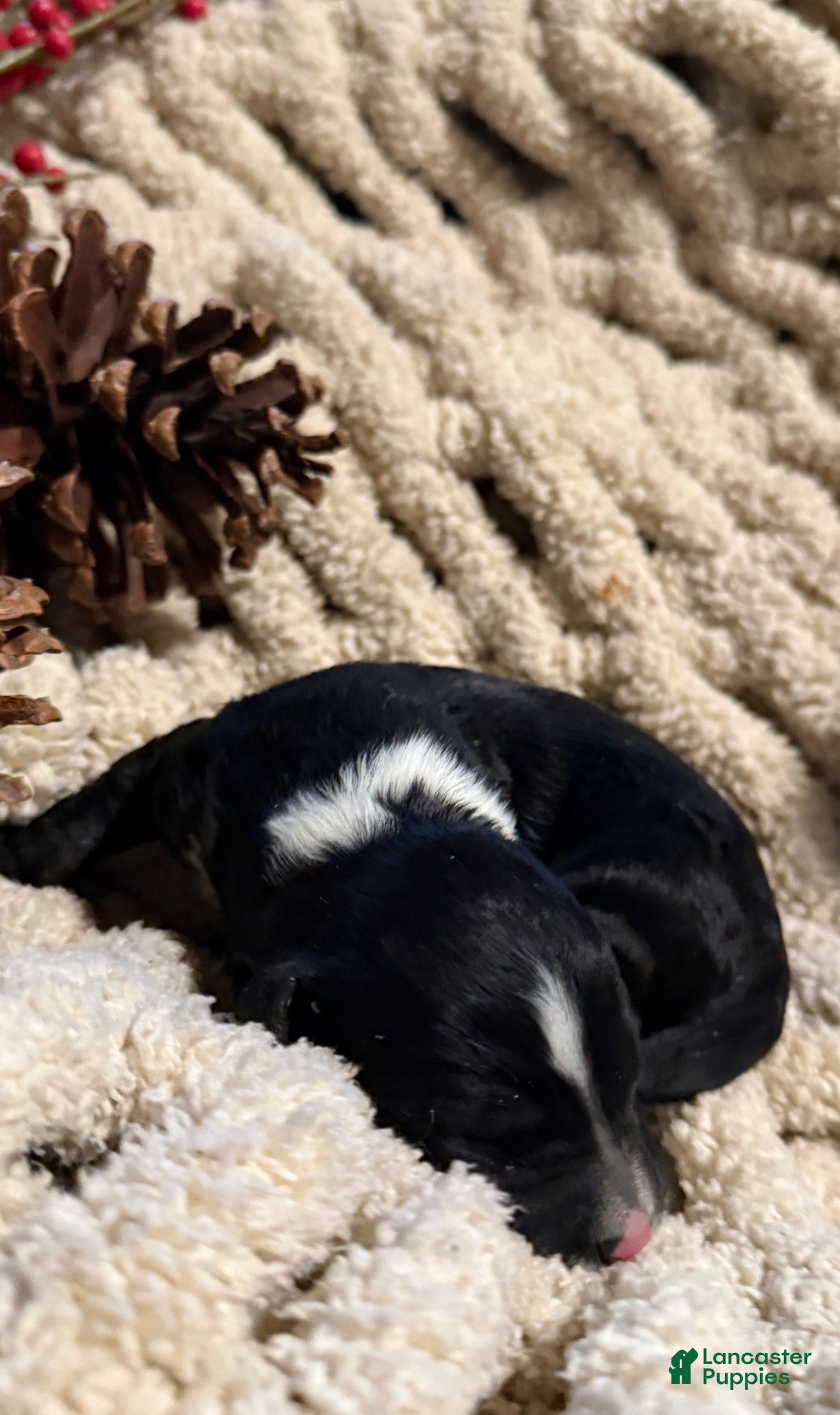 Mixed Breed dogs Diamont - Ad 2