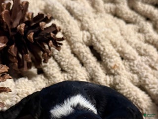 Mixed Breed dogs Diamont - Ad 2