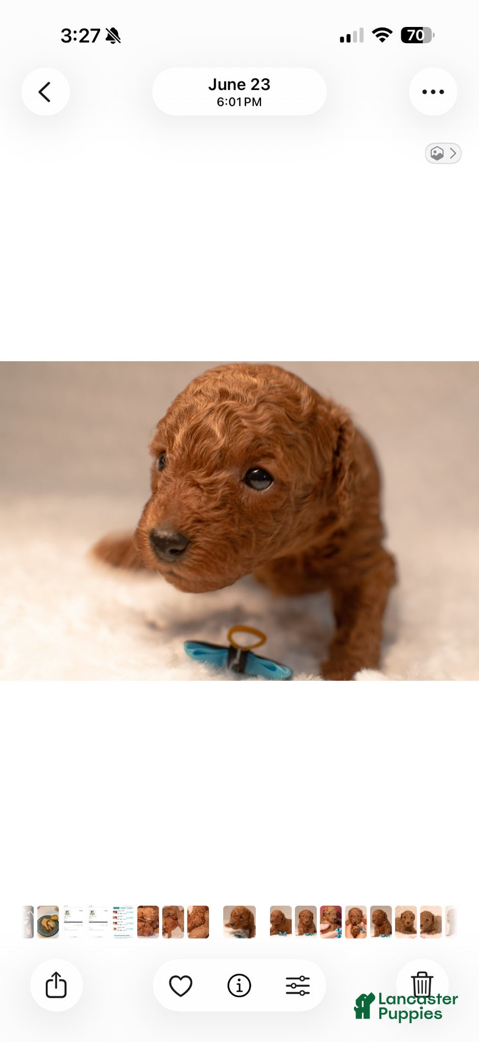 Toy Poodle dogs Toy Poodle 4 Cherry - Ad 2