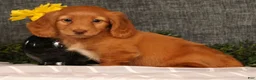 Miniature Dachshund dogs for sale: Johnny - Ad 5