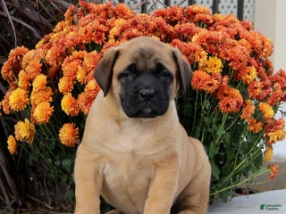 English Mastiff dogs - Ad 8