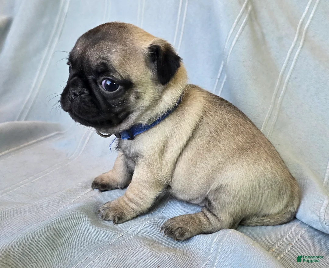 Pug dogs for sale: Harmony - Ad 7