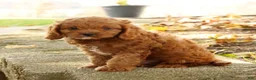 Cavapoo dogs for sale: Jimmy - Ad 8