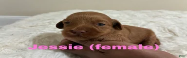 Jessie