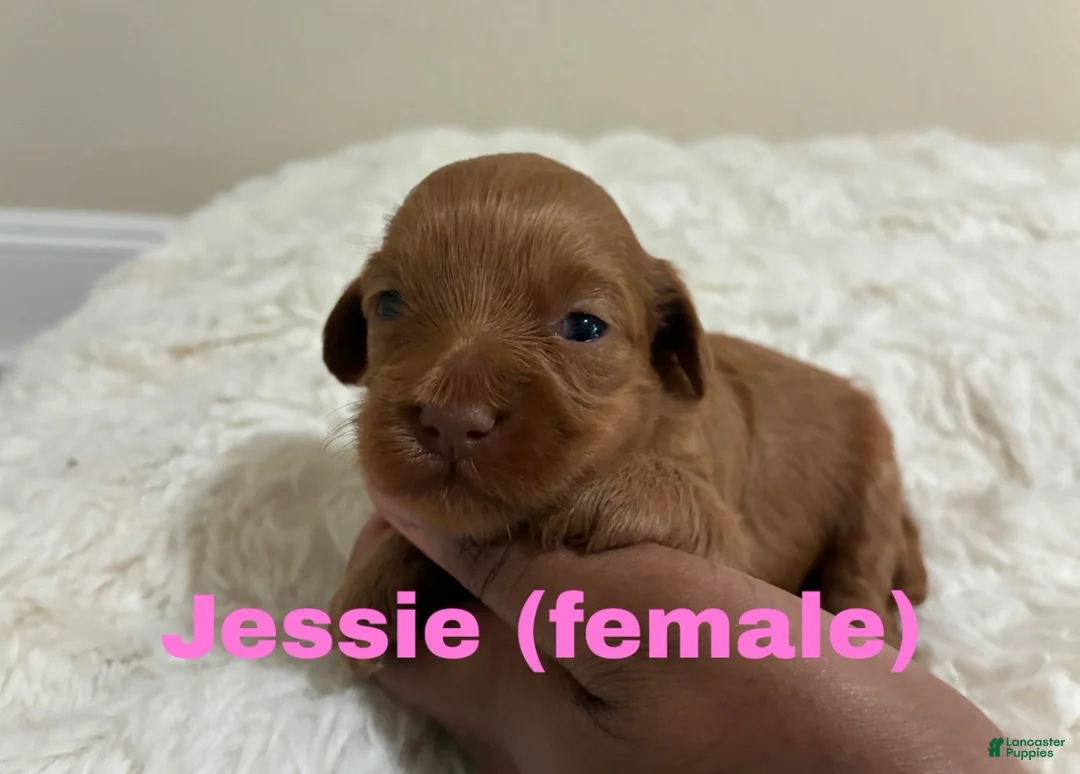 Mixed Breed dogs for sale: Jessie - Ad 1