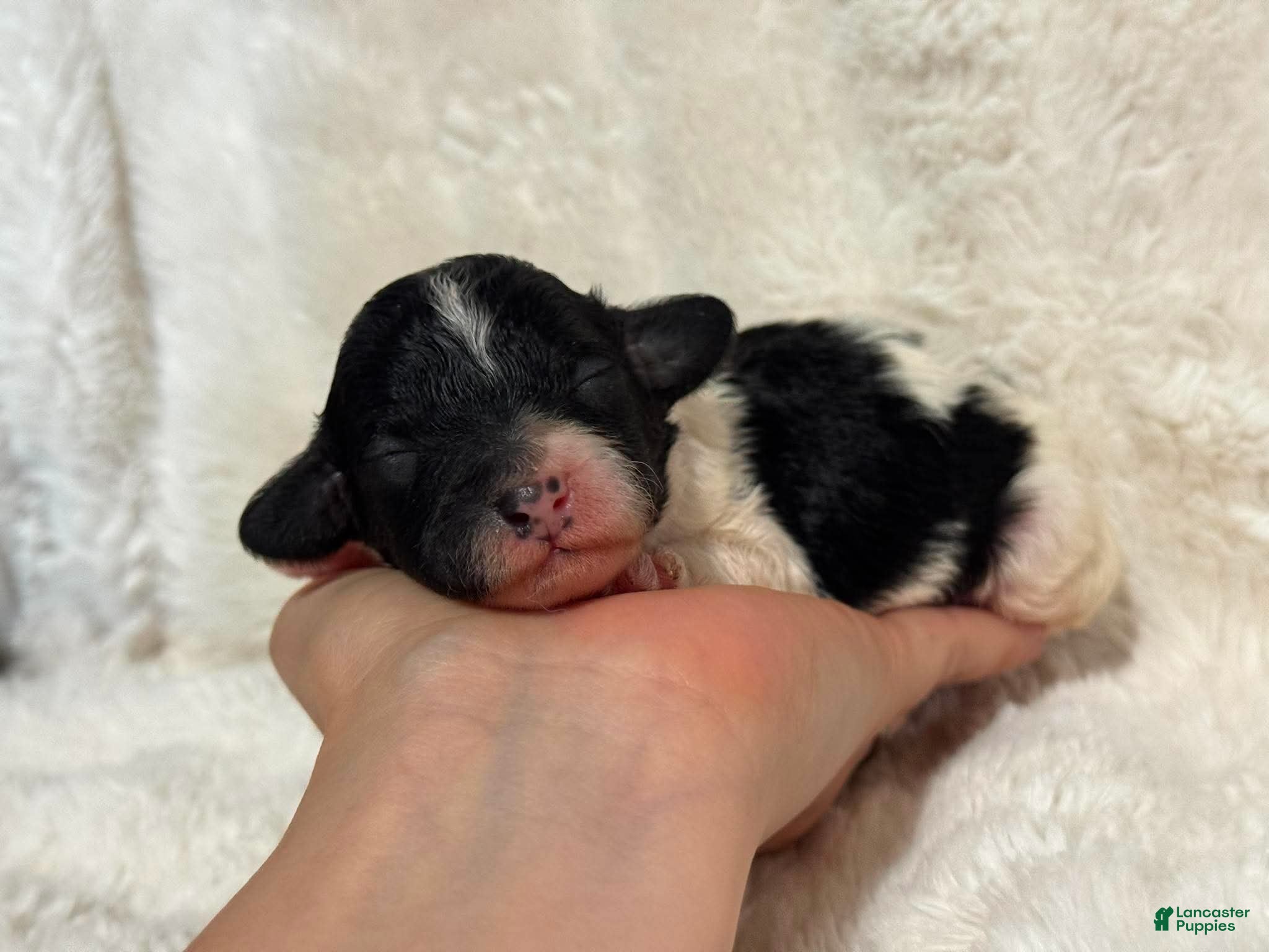 Cavapoo dogs Harlen - Ad 25