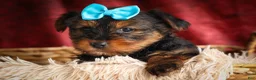 Yorkshire Terrier dogs for sale: DEXTER - Ad 12