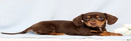 Miniature Dachshund dogs for sale: Fern - Ad 2