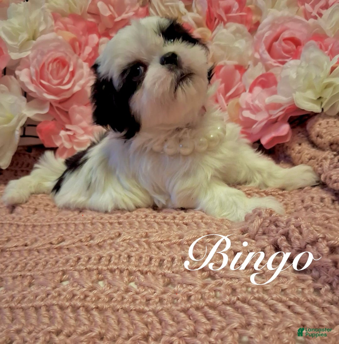 Shih Tzu dogs for sale: Bingo - Ad 2