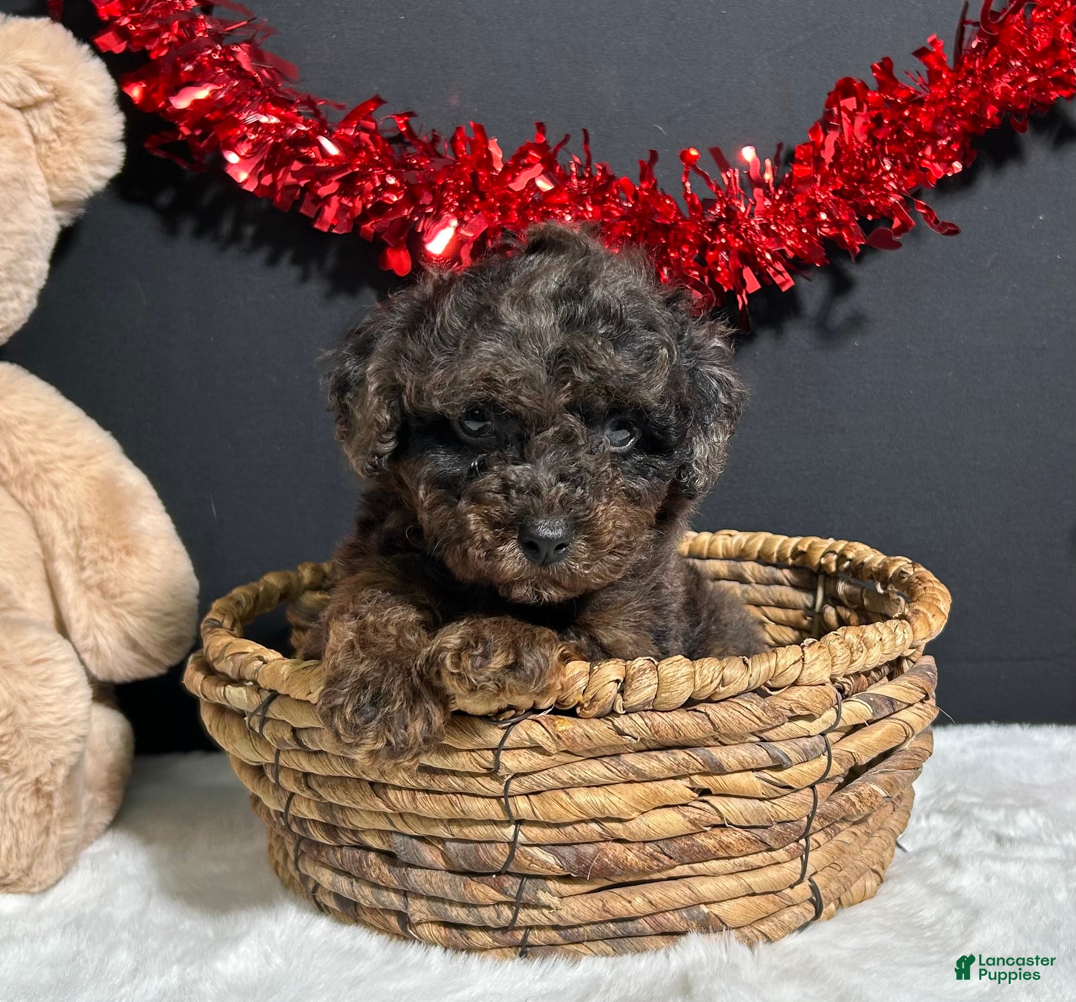 Toy Poodle dogs Hayden - Ad 2