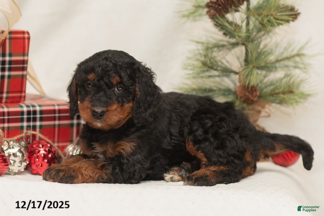 Mini Bernedoodle dogs for sale: Charlie - Ad 3