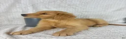 Golden Retriever dogs for sale: Rosie - Ad 2