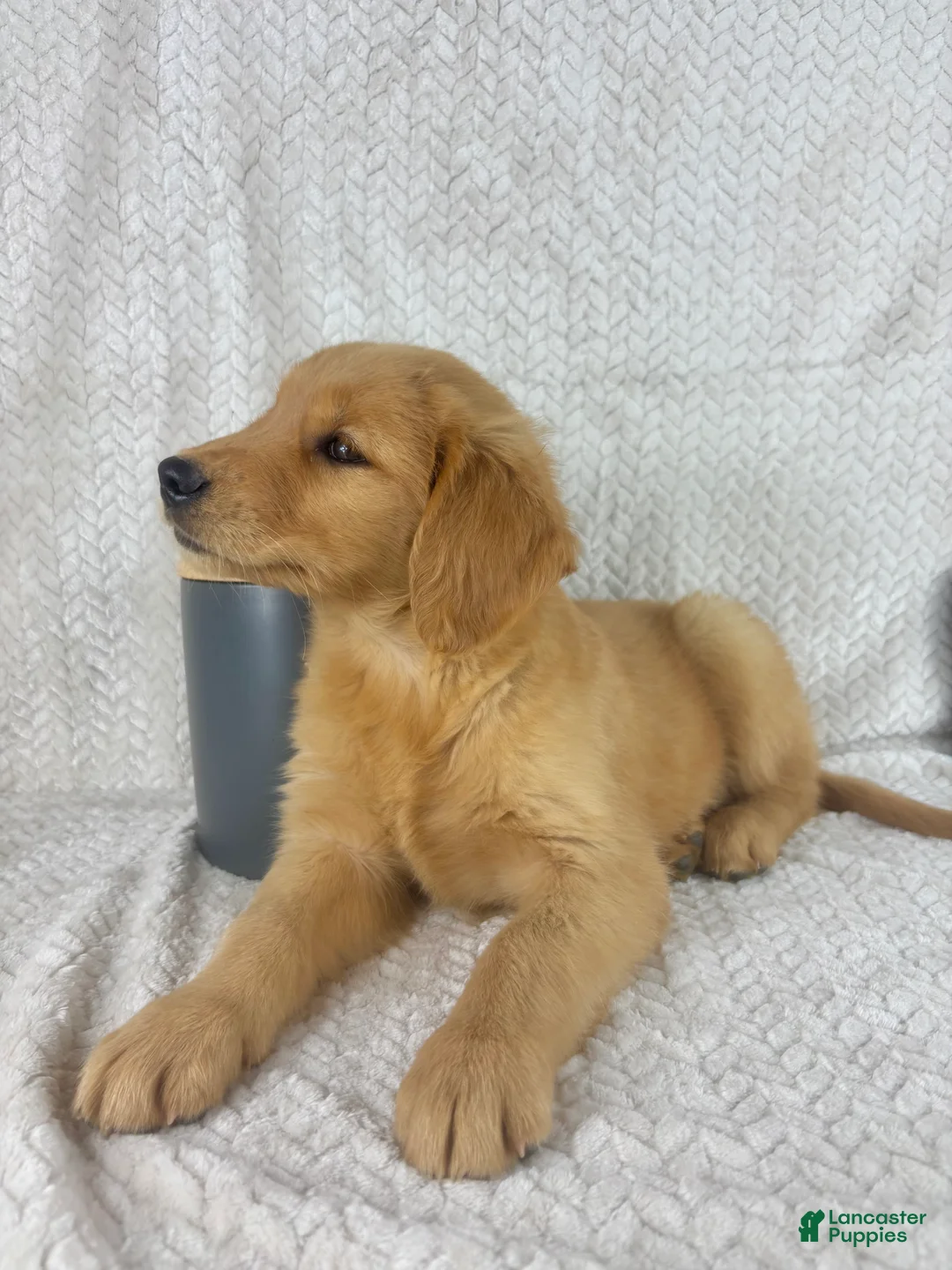 Golden Retriever dogs for sale: Rosie - Ad 2