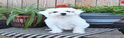 Mixed Breed dogs for sale: Opal - Ad 5