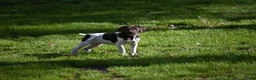 German Shorthaired Pointer dogs for sale: Buck - Ad 27