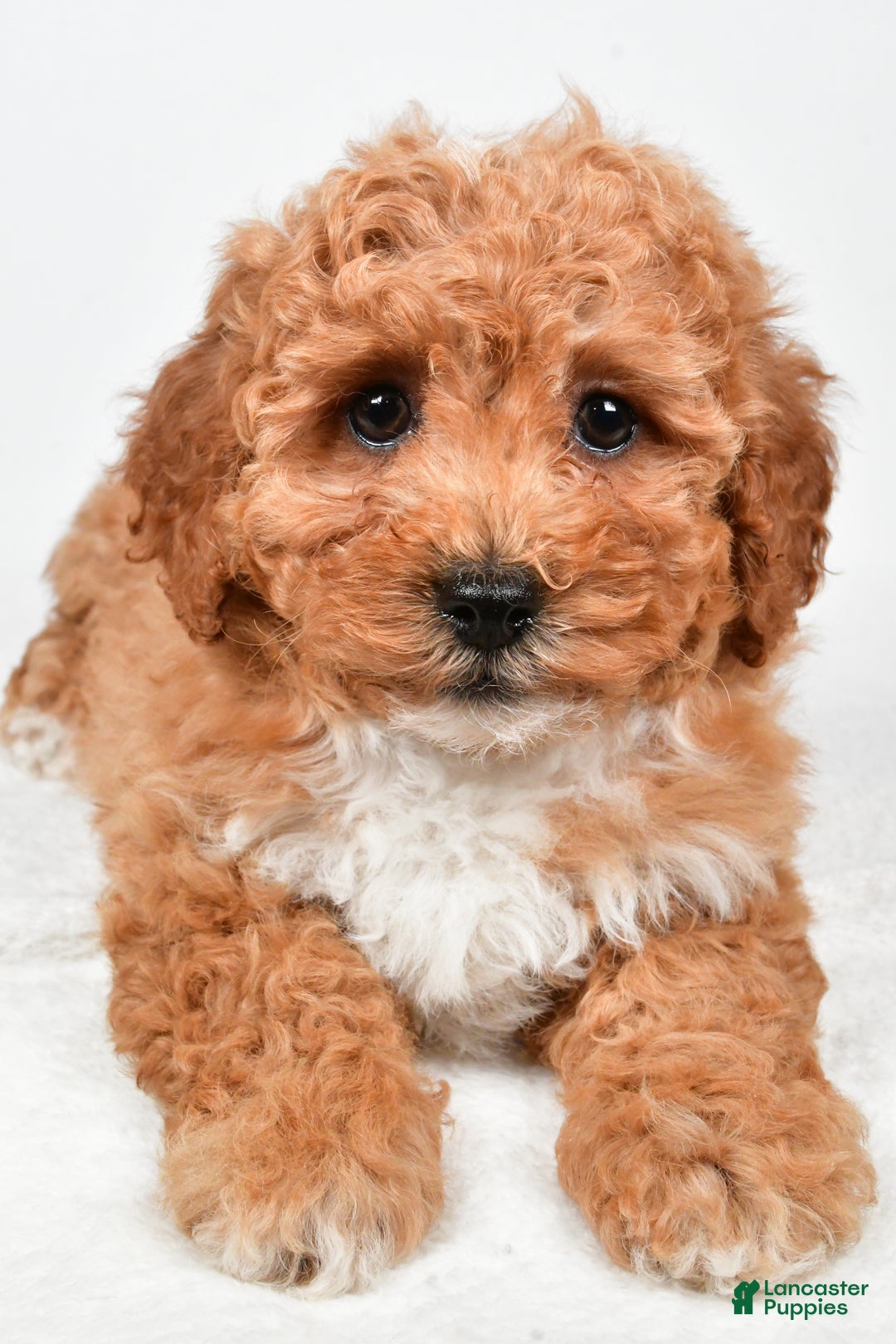 Bichpoo dogs for sale: Buddy - Ad 2