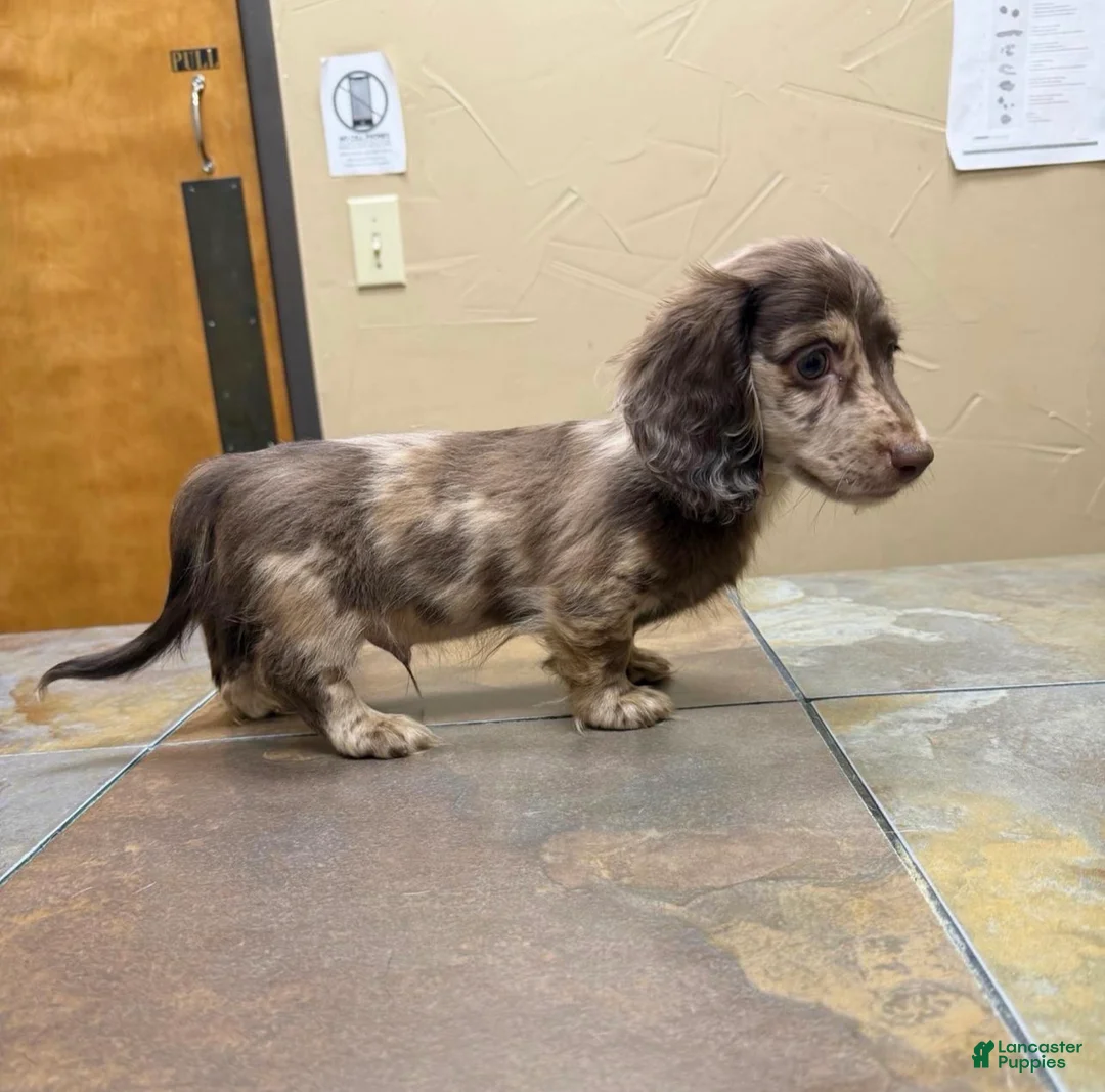 Dachshund dogs for sale: Dapper Dan - Ad 2