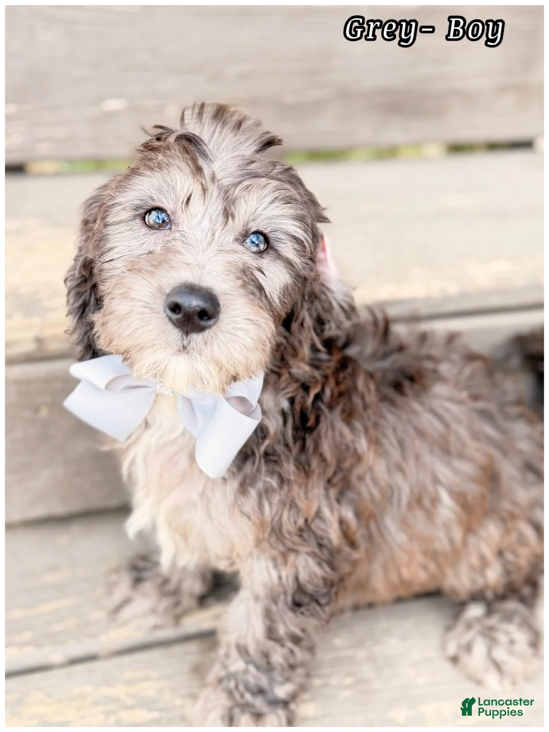 Mini Sheepadoodle dogs for sale: Grey  - Ad 4