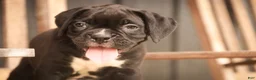 Boxer dogs for sale: Ford - Ad 6