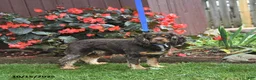 English Cocker Spaniel dogs for sale: Sarge - Ad 7