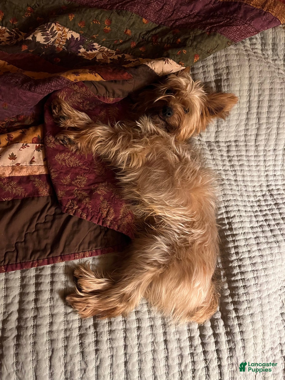 Yorkshire Terrier dogs for sale: Growler - Ad 6