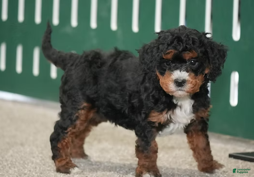Cavapoo dogs Brady - Ad 4