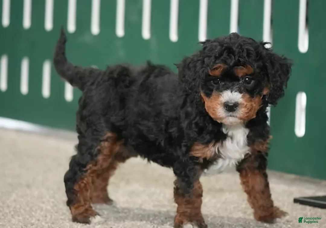 Cavapoo dogs for sale: Brady - Ad 1