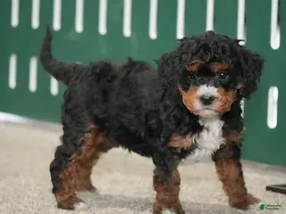 Cavapoo dogs Brady - Ad 4