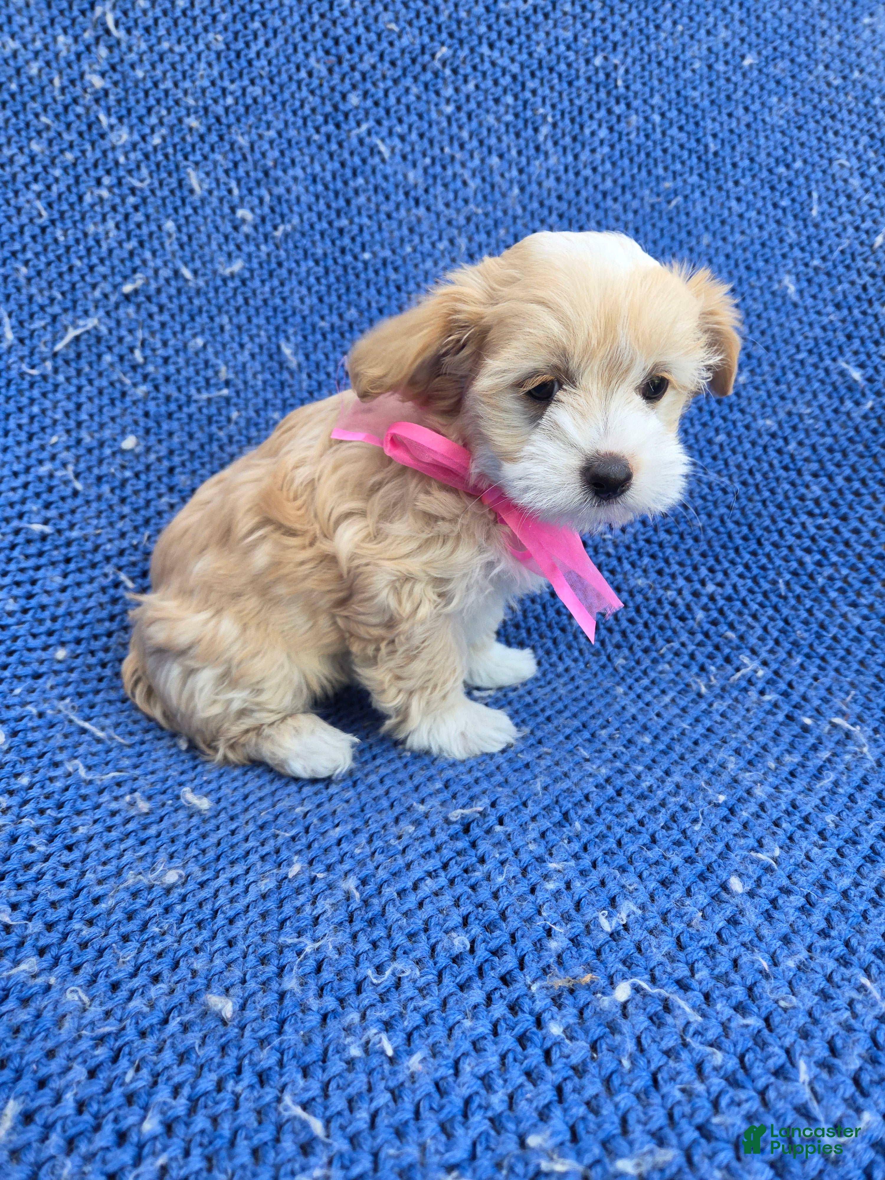 Shorkie dogs Beth  - Ad 19