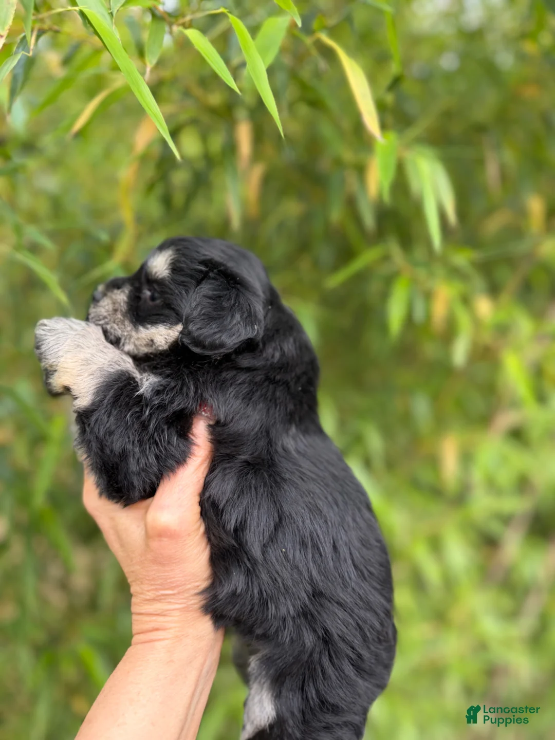 Miniature Schnauzer dogs for sale: Miniature Schnauzer Puppy 2 - Ad 2