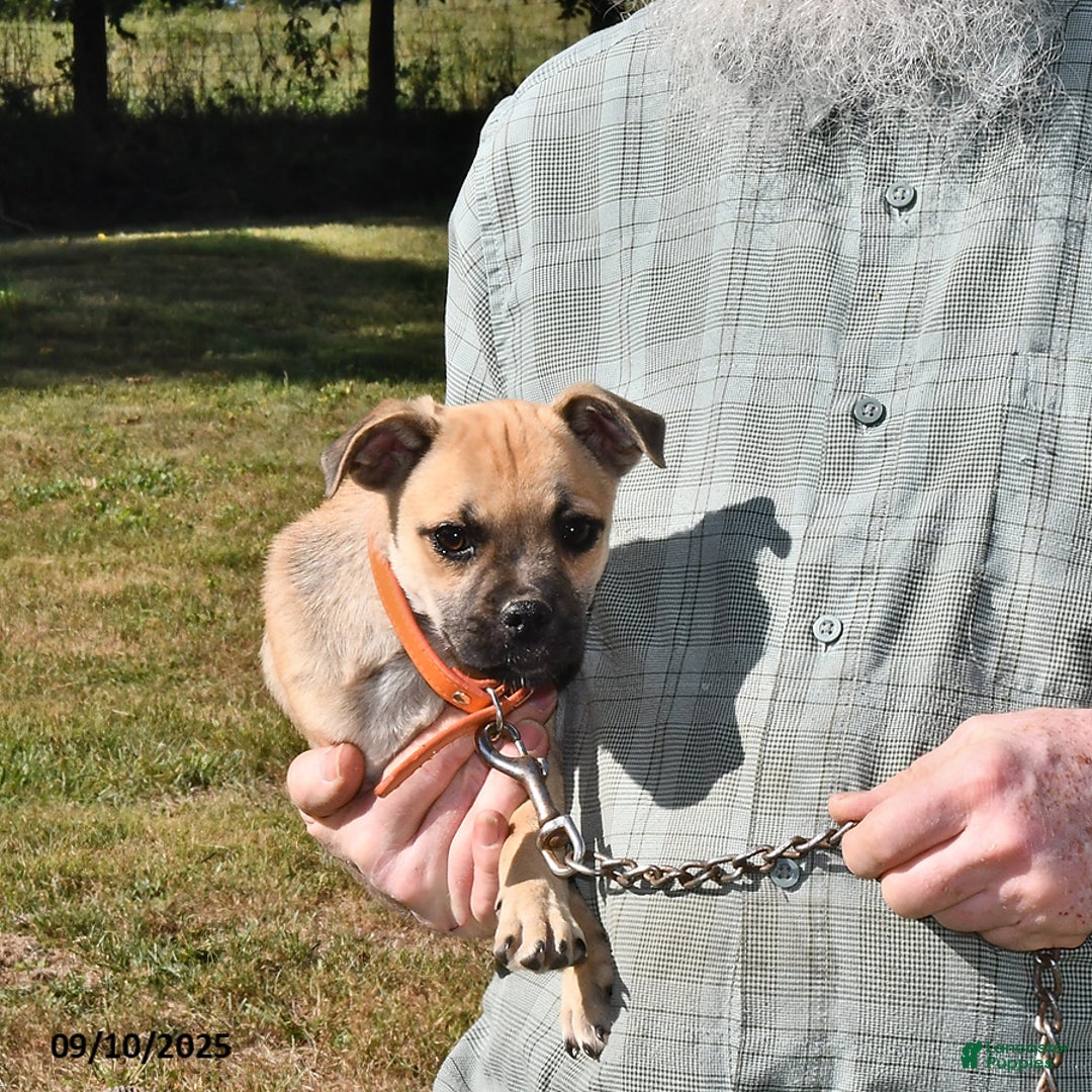 Mixed Breed dogs for sale: Bandit - Ad 2