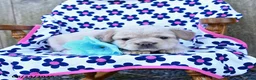 French Bulldog dogs for sale: Russelll - Ad 5