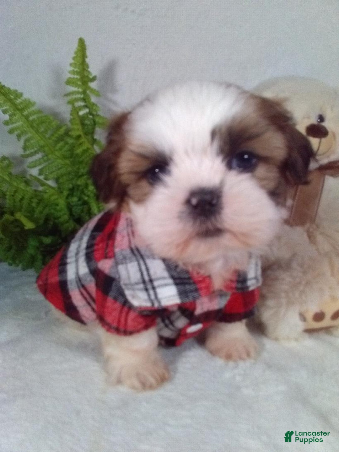 Shih Tzu dogs for sale: Romeo  - Ad 3