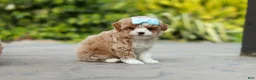 Cavapoo dogs for sale: Dolly - Ad 5