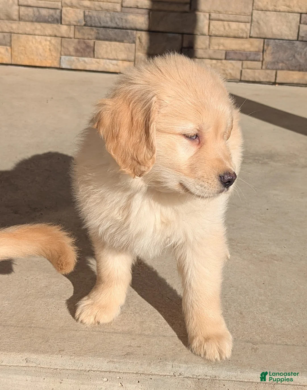 Golden Retriever dogs for sale: Buddy  - Ad 2