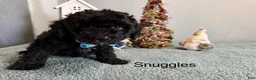 Mixed Breed dogs for sale: Snuggles - Ad 2