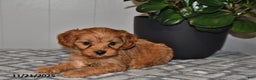 Cavapoo dogs for sale: Sadie - Ad 5