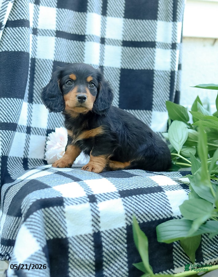 Miniature Dachshund dogs Cooper - Ad 2