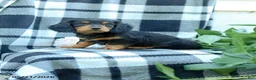 Miniature Dachshund dogs for sale: Cooper - Ad 2