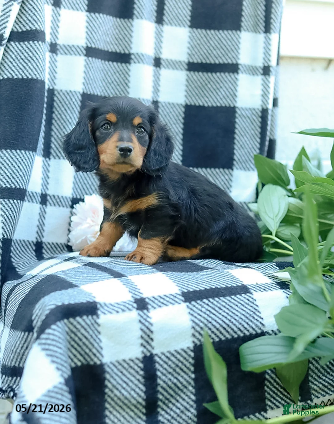 Miniature Dachshund dogs for sale: Cooper - Ad 2